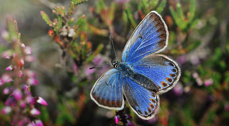 Foranderlig Blåfugl, Plebejus idas hun blå form. Ravnedal, Bornholm d. 22 juli 2017. Fotograf; Michael Stoltze
