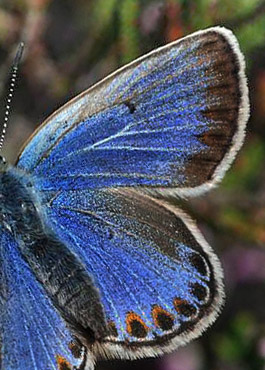 Foranderlig Blfugl, Plebejus idas hun bl form. Ravnedal, Bornholm d. 22 juli 2017. Fotograf; Michael Stoltze