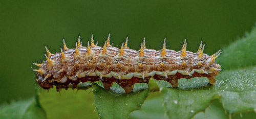 Engperlemorsommerfugl, Brenthis ino larve. Hjortes, Ravnsholte Skov, Sjlland d. 3 juni 2017. Fotograf; John S. Petersen