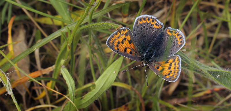 Sort Ildfugl, Lycaena tityrus hun. Bt Dige ved Bt Plantage, Falster, Danmark d. 28 maj 2017. Fotograf: Lars Andersen