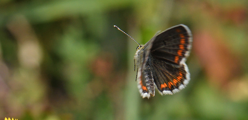 Rdplettet Blfugl, Aricia agestis han. Ulstrup, Rsns, Vestsjlland d. 21 september 2017. Fotograf;  Troells Melgaard