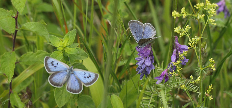 Sortplettet Blfugl, Maculinea arion. Hvblege, Mn d. 25  juni - 2017. Fotograf; Lars Andersen