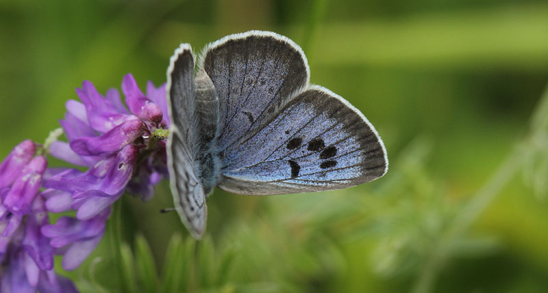 Sortplettet Blfugl, Maculinea arion. Hvblege, Mn d. 25  juni - 2017. Fotograf; Lars Andersen