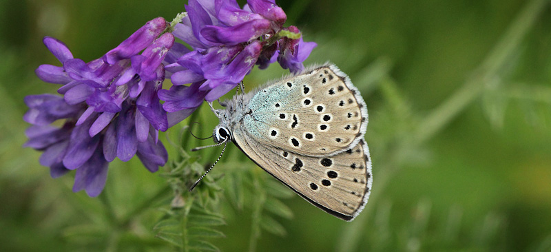 Sortplettet Blfugl, Maculinea arion. Hvblege, Mn d. 25  juni - 2017. Fotograf; Lars Andersen