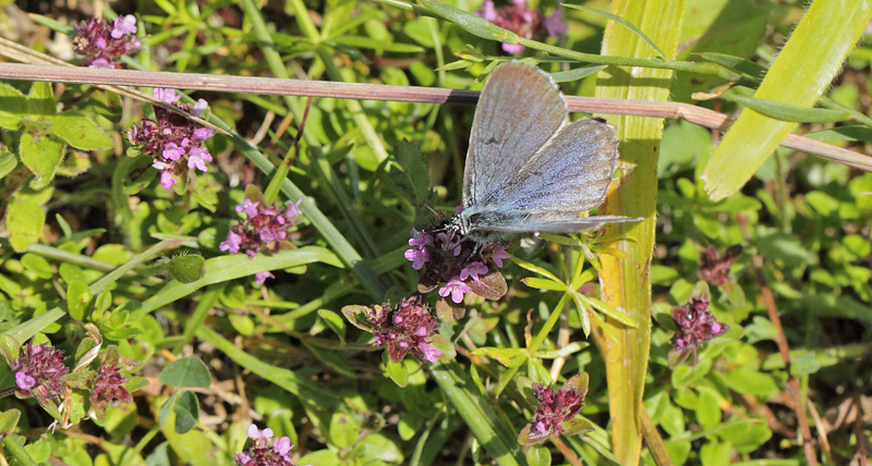 Sortplettet Blfugl, Maculinea arion. Hvblege, Mn d. 28  juni - 2017. Fotograf; Lars Andersen