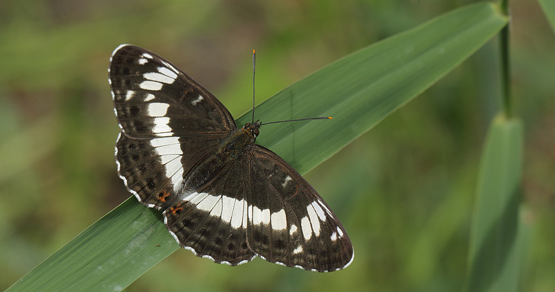 Hvid Admiral, Limenitis camilla han. Bt Plantage, Falster, Danmark d. 13 juli 2017. Fotograf; Lars Andersen