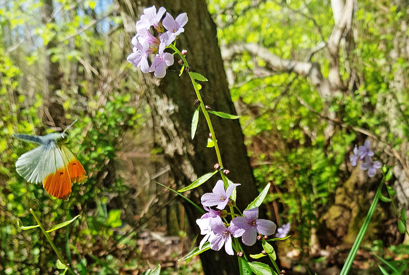 Aurora, Anthocharis cardamines han søger nektar i blomstrende Tandrod, Cardamine bulbifera. Malmmosen ved Furesøen, Nordsjælland, Danmark d. 12 maj 2017. Fotograf; Anders N. Michaelsen