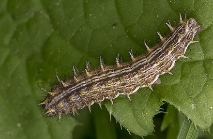 Engperlemorsommerfugl, Brenthis ino larve. Hjortes, Ravnsholte Skov, Sjlland d. 3 juni 2017. Fotograf; Knud Ellegaard