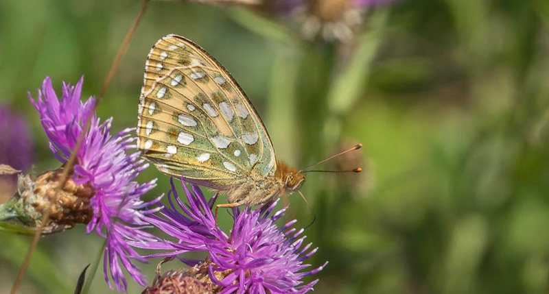 Markperlemorsommerfugl, Argynnis aglaja hun. Melby Overdrev, Nordsjlland, Danmark d. 21 juli 2017. Fotograf; Per Vindis