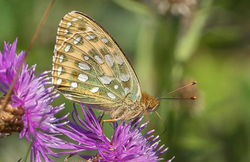 Markperlemorsommerfugl, Argynnis aglaja hun. Melby Overdrev, Nordsjlland, Danmark d. 21 juli 2017. Fotograf; Per Vindis