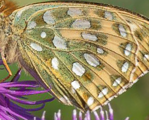 Markperlemorsommerfugl, Argynnis aglaja hun. Melby Overdrev, Nordsjlland, Danmark d. 21 juli 2017. Fotograf; Per Vindis