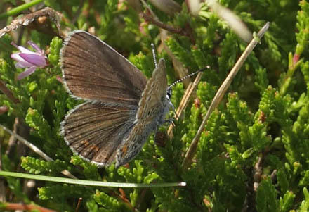 Argusblfugl, Plebejus argus hun. Rveskiftet, Horneby, Nordsjlland d. 2 august 2017. Fotograf; Lars Andersen