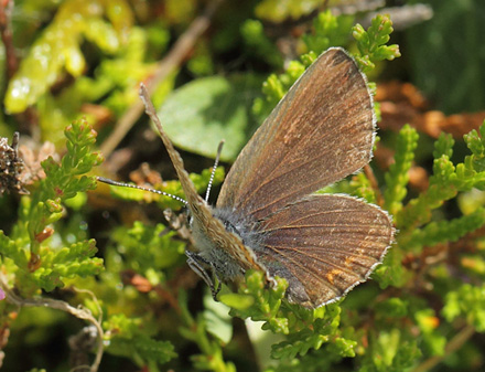 Argusblfugl, Plebejus argus hun. Rveskiftet, Horneby, Nordsjlland d. 5 august 2017. Fotograf; Lars Andersen
