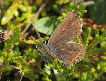 Argusblfugl, Plebejus argus hun. Rveskiftet, Horneby, Nordsjlland d. 5 august 2017. Fotograf; Lars Andersen