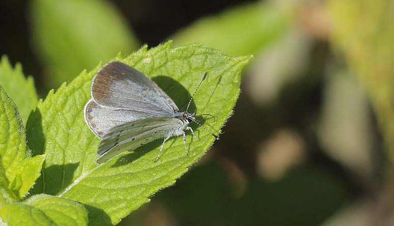 Skovblfugl, Celastrina argiolus. Assistens Kirkegrd, Nrrebro, Kbenhavn d. 14 august 2017. Fotograf; Lars Andersen