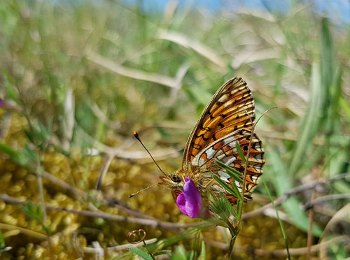 Brunlig Perlemorsommerfugl, Boloria selene (Dennis & Schiffermuller, 1775) han.  Hyllekrog, Lolland, Danmark d. 26 maj 2017. Fotograf; Anders Michaelsen