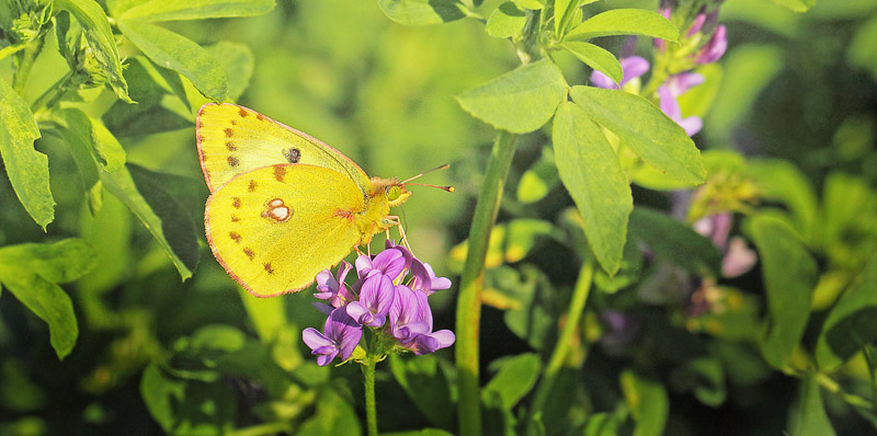 Gul Høsommerfugl, Colias hyale han. Idestrup, Falster, Danmark d. 16 august 2017. Fotograf: Lars Andersen