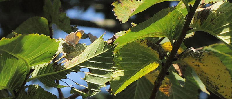 Guldhale hun siddende hjt oppe i Skov-Elm. Arrenakke, Nordsjlland d. 23 august 2017. Fotograf; Lars Andersen