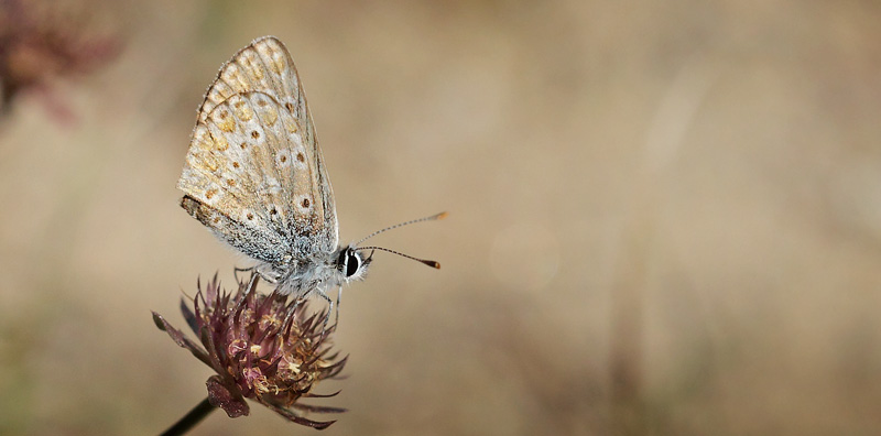 Rdplettet Blfugl, Aricia agestis han. Melby Overdrev, Nordsjlland d. 25 august 2017. Fotograf; Lars Andersen