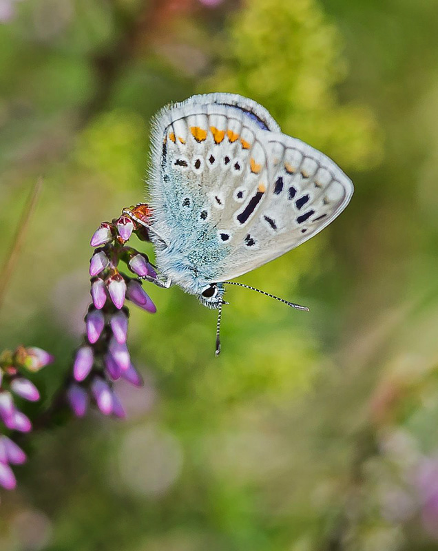 Almindelig Blåfugl, Polyommatus icarus han ab. Melby Overdrev, Nordsjælland d. 2 august 2017. Fotograf; Jørgen Eigil Dam