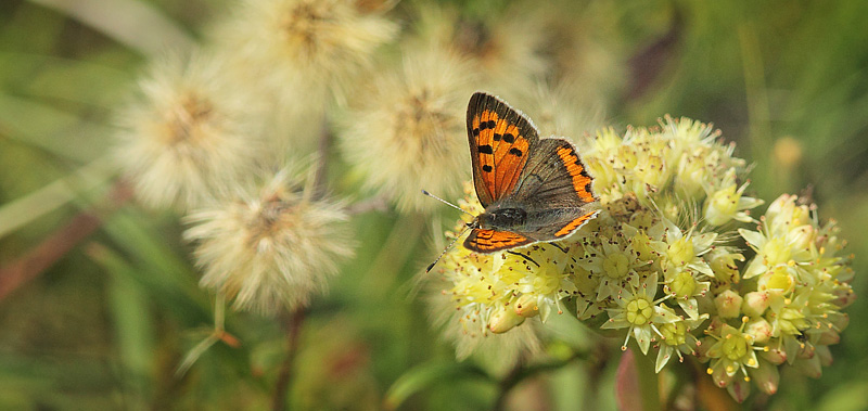 Lille Ildfugl, Lycaena plhaeas han. Brunddragene, Lolland d. 4 september 2017. Fotograf; Lars Andersen