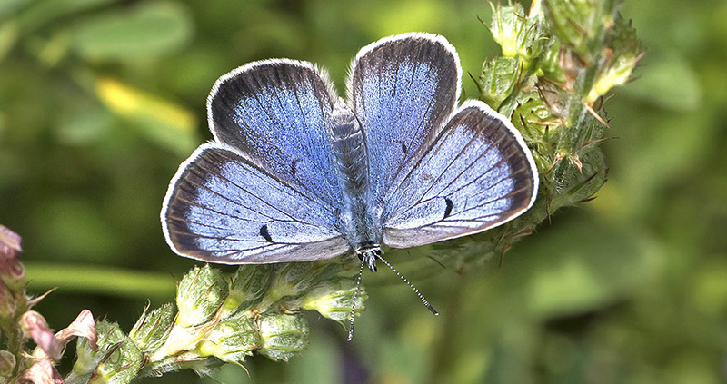 Sortplettet Blfugl, Maculinea arion hun. Hvblege, Mn d. 25  juni - 2017. Fotograf;  Knud Ellegaard