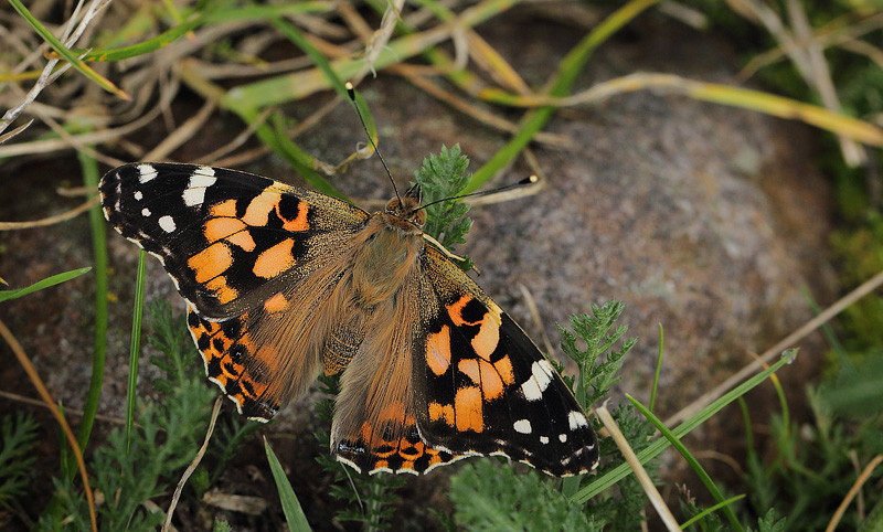 Tidselsommerfugl, Vanessa cardui. Havnemark, Asns, Sjlland d. 15 oktober 2017. Fotograf; Lars Andersen