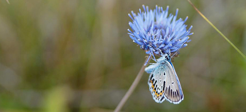 Argusblfugl, Plebejus argus ab. Professorens Plantage, Sby Nordjylland d. 9 juli 2017. Fotograf; Kasper Malmberg. Rasmus Skrp Srensen var med til at opdage den.