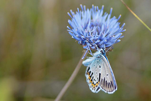 Argusblfugl, Plebejus argus ab. Professorens Plantage, Sby Nordjylland d. 9 juli 2017. Fotograf; Kasper Malmberg. Rasmus Skrp Srensen var med til at opdage den.