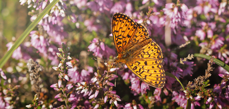 Brunlig Perlemorsommerfugl, Boloria selene han. Heatherhill, Nordsjlland d. 5 august 2017. Fotograf; Lars Andersen