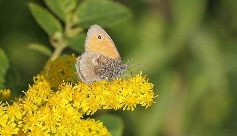 Okkergul Randje, Coenonympha pamphillus. Glostrup St. Glostrup, Nordsjlland d. 29 august 2017. Fotograf; Lars Andersen