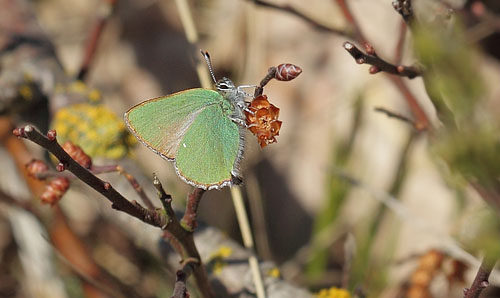 Grøn Busksommerfugl, Callophrys rubi han. Melby Overdrev, Nordsjælland d. 26 april 2017. Fotograf; Lars Andersen