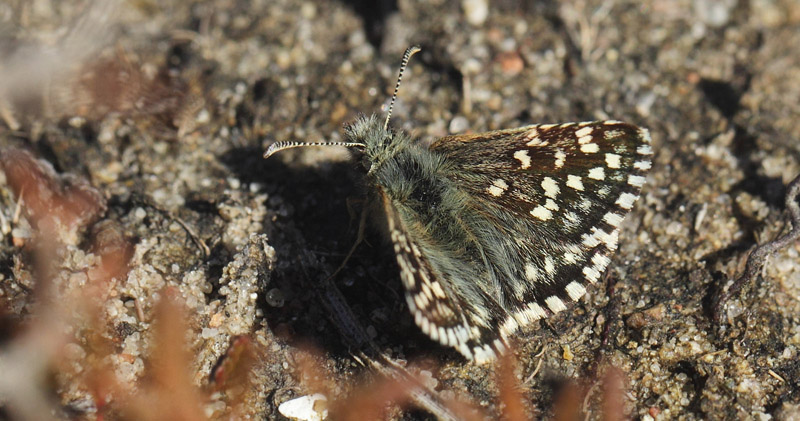 Spttet Bredpande, Pyrgus malvae han. Melby Overdrev, Nordsjlland 1 Maj 2017.  Fotograf; Lars Andersen