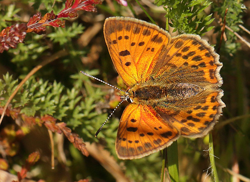 Dukatsommerfugl, Lycaena virgaureae hun. Heatherhill, Nordsjælland, Danmark d 5 august 2017. Fotograf; Lars Andersen
