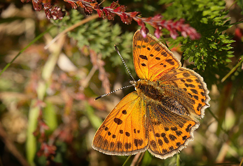 Dukatsommerfugl, Lycaena virgaureae hun. Heatherhill, Nordsjælland, Danmark d 5 august 2017. Fotograf; Lars Andersen