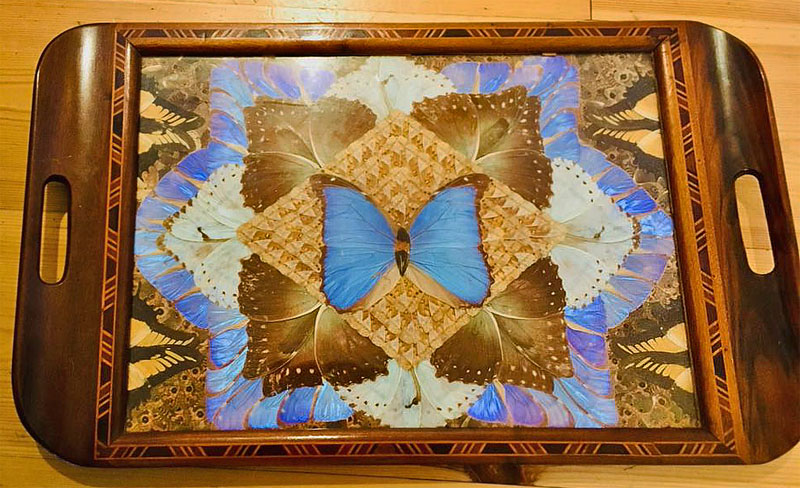 En bakke med Morphoer og Svalehaler fra Brasilien. Fotograf; Maria Elisabeth Laursen