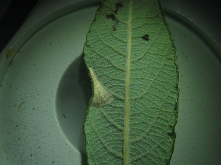Styltemølgalle; Phyllonorycter salicicolella, på gråpil d. 11 oktober 2015. Fotograf; Linda Kjær-Thomsen