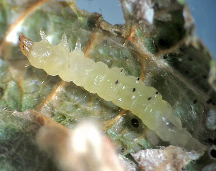 Styltemøl larve; Phyllonorycter salicicolella, på gråpil d. 11 oktober 2015. Fotograf; Linda Kjær-Thomsen