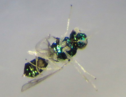 Snyltehveps; Achrysocharoides zwoelferi d. 29 januar 2016. Fotograf; Linda Kjær-Thomsen