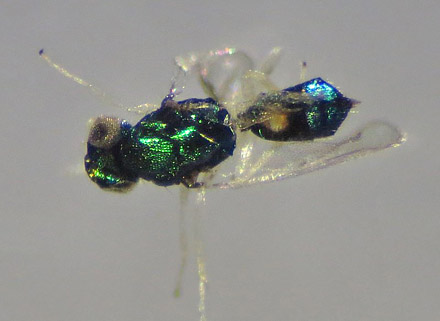 Snyltehveps; Achrysocharoides zwoelferi d. 29 januar 2016. Fotograf; Linda Kjær-Thomsen
