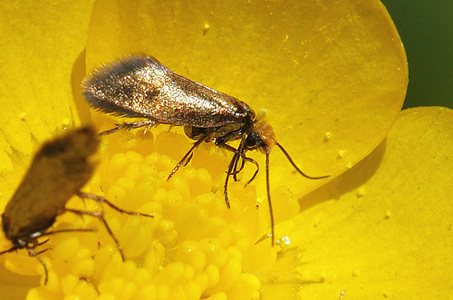 Urml, Micropterix calthella, Micropterigoidae familie, p Smrblomst. Lyttesholm, Lolland d. 26 maj 2017. Fotograf; Lars Andersen