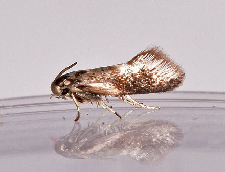 Egebladhulsmøl, Heliozela sericiella. Dybesø, Odsherred, Danmark d. 8 maj 2017. Fotograf; Lars Thomas