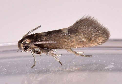 Egebladhulsmøl, Heliozela sericiella. Dybesø, Odsherred, Danmark d. 8 maj 2017. Fotograf; Lars Thomas