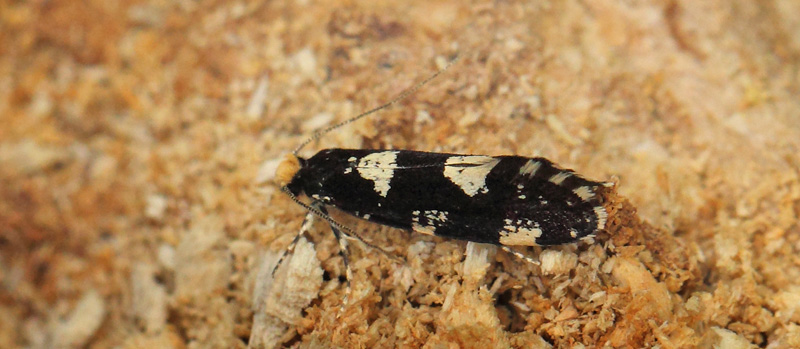 Triaxomera fulvimitrella. Sholt Storskov, Lolland d. 31 maj 2017. Fotograf; Lars Andersen