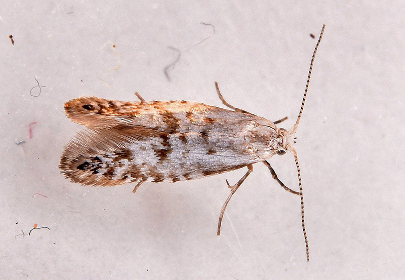 Ædelgrannålemøl, Argyresthia fundella. Knudskov, Sjælland, Danmark d. 3 juni 2017. Fotograf; Lars Thomas