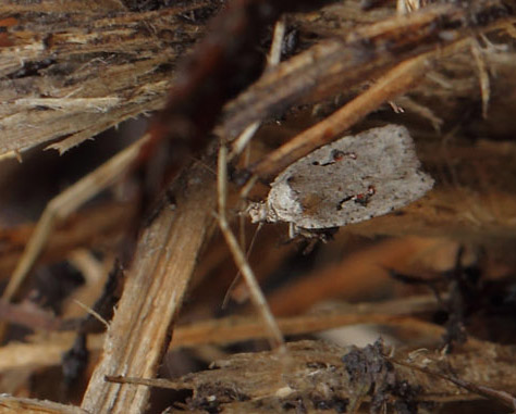 Rødplettet Fladmøl, Agonopterix ocellana. Amager Fælled, Amager d. 5 november 2017. Fotograf; Lars Andersen