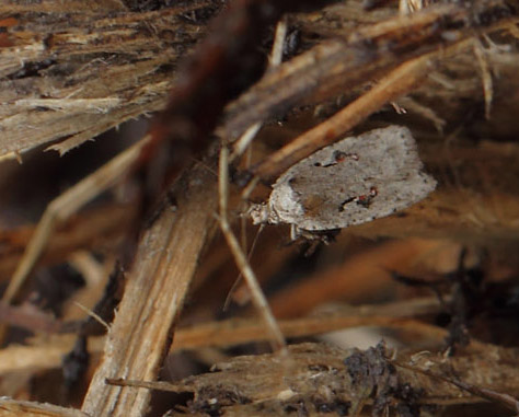 Agonopterix ocellana. Amager Flled, Amager  d. 5 november 2017. Fotograf; Lars Andersen