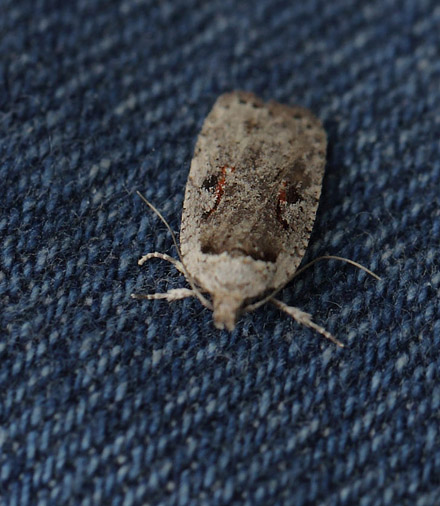 Rødplettet Fladmøl, Agonopterix ocellana. Amager Fælled, Amager d. 5 november 2017. Fotograf; Lars Andersen