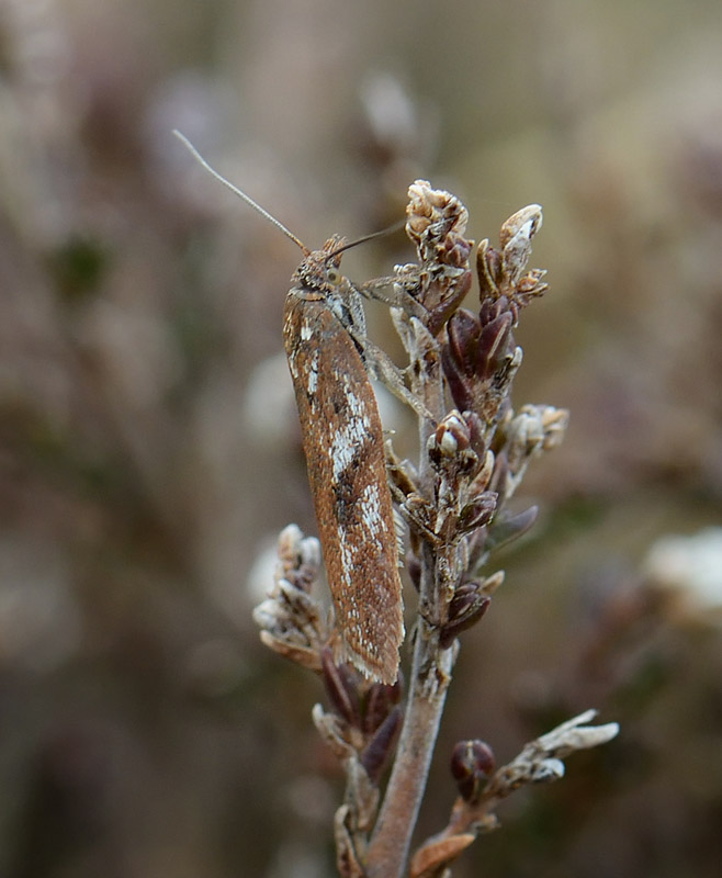 Lyngvintervikler, Acleris hyemana. Melby Overdrev, Sjlland d.  12 marts 2017. Fotograf; Troells Melgaard