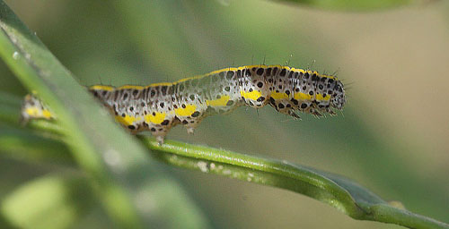 Kappeugle, Calophasia lunula larve p Almindelig Torskemund.  Belvedera, Kbenhavn d. 25 september 2017. Fotograf; Lars Andersen